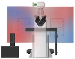 Live-Cell-Fig2_sml